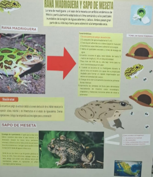 アマガエルの生息環境