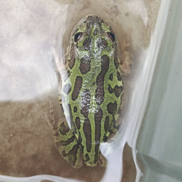 アマガエルの生息環境